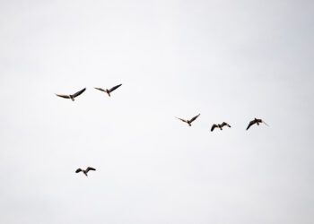 Όλα τα ζωντανά κύτταρα θα μπορούσαν να έχουν τον μοριακό μηχανισμό για μια «έκτη αίσθηση»